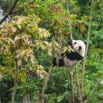 m直播足球:绿茵激战,实时赛事全程精彩放送 svopdml